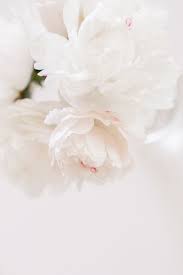 White Peonies In The Spring Flower Aesthetic White Peonies Peony Wallpaper