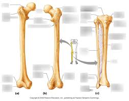 The hard structures inside our body are the bones. Bones Of Right Leg Diagram Quizlet
