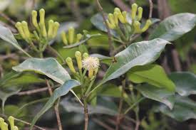 Image result for Myrtaceae