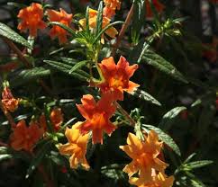 The sticky monkey flower grows up to four feet tall. San Marcos Growers Mimulus