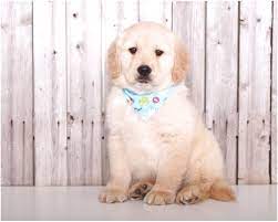Whether your golden retriever is a family pet or a show dog, they require a great start in life. Golden Retriever Puppies For Sale Near Cincinnati Ohio