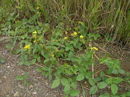 Image result for Vigna luteola
