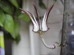 Image result for Ceropegia namuliensis