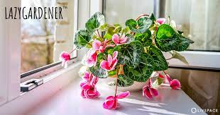 Why Is My Plant Dying Here Are 5