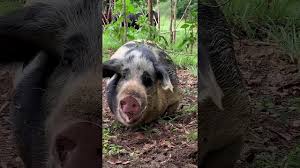 Nichola, alex, sophie, and katie. Traci Griffiths And Dr Charlie Teo Visit Farm Animal Rescue Youtube