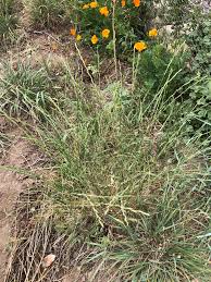 Image result for Cyperus margaritaceus