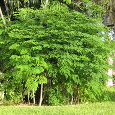 Image result for Moringa oleifera