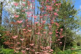 Image result for Toona