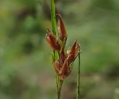 Image result for Rhynchospora rugosa