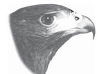 Berbagai bentuk kaki burung merupakan salah satu. Koleksi Baru 55 Gambar Kaki Burung Elang