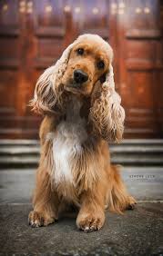 English cocker spaniels excell as working gundogs, and as loving family pets in active homes. Almaleo Last Minute Greta Almaleo Kennel Cute Dogs And Puppies Spaniel Puppies Cute Dogs