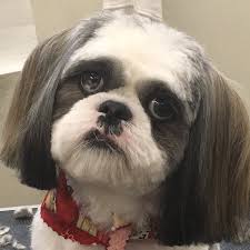 As of 2018, the company operates. Aussie Pet Mobile Greater Memphis West Tn Home Facebook