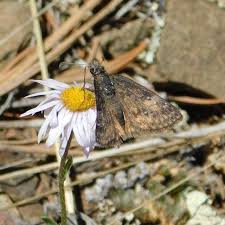 Image result for Agelanthus sp. aff. A. brunneus