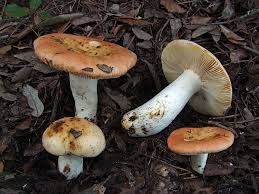 Image result for Russula foetentula