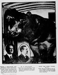 Image result for Hippocratea ritschardii