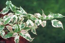 Flowering dogwood is a beautiful shrub to small tree with a straggling, spreading crown. Flowering Dogwood Tree Varieties Hgtv