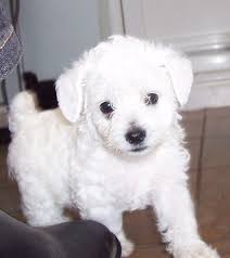 Flight costs are extra.non dash flight costs are right at $400.00 to $500 in the lower 48. Schnoodle Schnauzer Poodle Mix Info Puppies Temperament Pictures Video