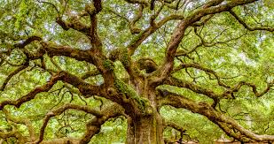 Maybe you would like to learn more about one of these? 3 Ways To Celebrate World Environment Day From Right Where You Are Southern Environmental Law Center