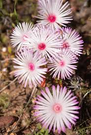 Image result for Osyris compressa