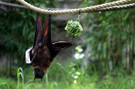 Nipah virus (niv) infection can be diagnosed during illness or after recovery. Authorities Battle To Contain Deadly Nipah Virus Outbreak In India Al Arabiya English