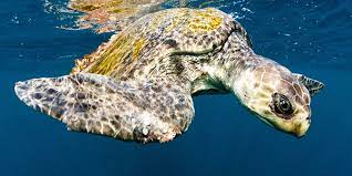 Olive ridley turtle low angle shot on beach. Olive Ridley Sea Turtle National Wildlife Federation