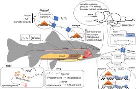 Search by napa filter part number or cross reference a competing manufacturer's part number. Frontiers The Role Of The Thyroid Axis In Fish Endocrinology