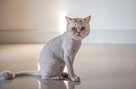 The cut is cooler for the cat on hot. Lion Cut For Cats Pros And Cons