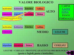 È senz'altro il più importante, in quanto indica la quantità di azoto trattenuto da notare che al denominatore troviamo l'azoto (n) assorbito, quindi il valore biologico non valuta la alimenti ricchi di proteine: Organismo Vivente Materia Energia Crescita Riproduzione Ppt Scaricare