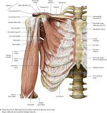 The posterior muscles of the shoulder: Shoulder Arm Atlas Of Anatomy