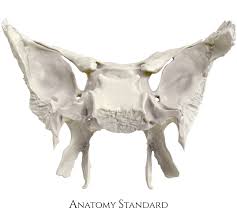 Let's get at the sphenoid bone!! Sphenoid Bone