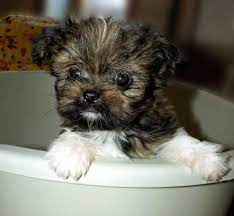 Mikis are highly intelligent, hypoallergenic. Testimonials Belle Amie Mi Kis