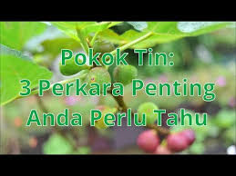 Mereka juga tak tahu nama bg variasi pokok tin mereka. Pokok Buah Tin Blog Mak Tam