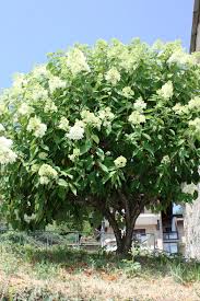 7 Fast Growing Shrubs Arbor Day Blog