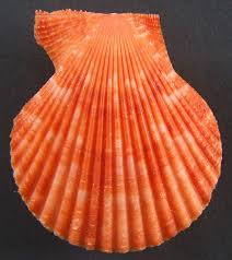 Image result for Cleistochlamys