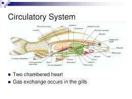 Why would such an organism evolve? Ppt Bony Fish Powerpoint Presentation Free Download Id 6200907
