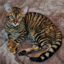 toyger cat persidskie koshki kot protiv sobaki krasivye koshki