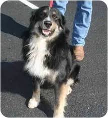 Bernese mountain dog puppy for sale in cuba city, wi, usa. 55 Bernese Mountain Dog Border Collie Mix L2sanpiero