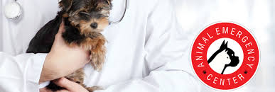 Animal Emergency & Surgical Center