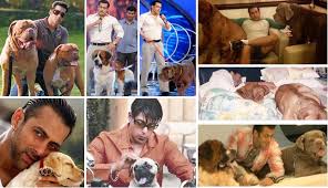 Bollywood Stars And Their Pets Marshalls Pet Zone Many of these dog breeds can be used for familiars by wizards and sorcerers or animal companions by druids and rangers. bollywood stars and their pets