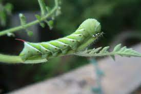 I do not want to waste your time but i have spent a lot of time trying to find my caterpillar on your site and attempted to google its. Hornworms Are Back