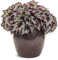 Image result for Begonia horticola