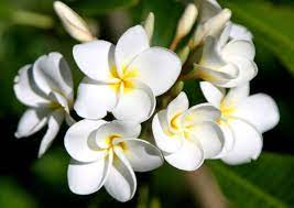 The Beautiful Flowers Have Deadly Poison