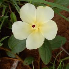 Image result for Hibiscus aethiopicus