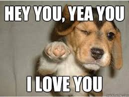 Pin On Funny Animals