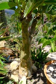 Image result for Cyphostemma lanigerum