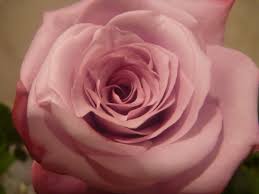 Every domain registrar is required to maintain a publicly viewable whois database that displays contact details (including home address and phone number) for every. Beautiful Rose Flower 2 Pdpics Com