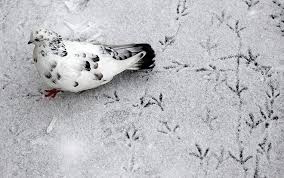 Bird On A Wire Movie Vancouver Allcreatures Krasnoyarsk Russia Photograph Ilya Naymushin Reuters Via 24 Hours In Pictures News Guardian Co Uk Pigeon Animals Beautiful Birds