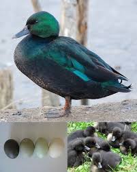 Cayuga Ducks Sometimes Called Black East Indie Ducks Are Medium Sized Ducks Still Too Large To Fly Which Have A Very Unique I Duck Breeds Pet Ducks Breeds