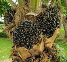 Image result for Elaeis