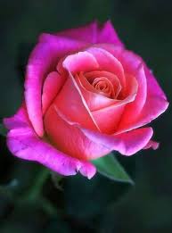 Pink Rose Beautiful Flowers Beautiful Roses Love Flowers